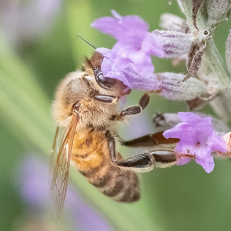 Honeybee_15July2021-5