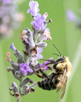 Bumblebee_15July2021-5