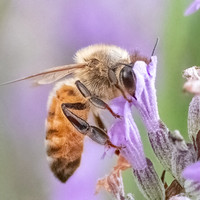 Honeybee_15July2021-4