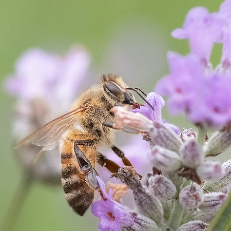 Honeybee_15July2021-8