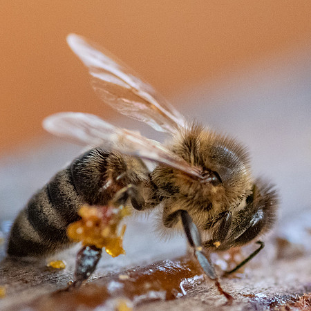 Bees_and_Wasps-6063