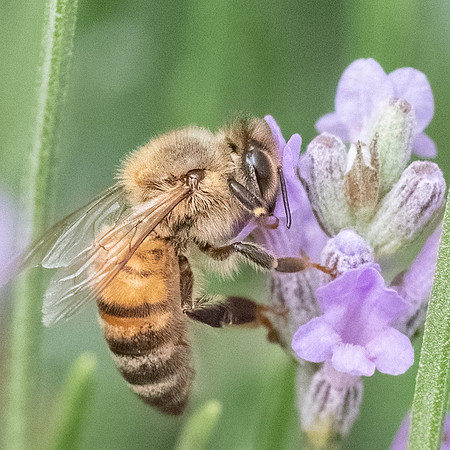 Honeybee_15July2021-6