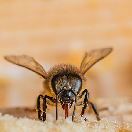 Bees_and_Wasps-6116