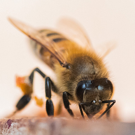 Bees_and_Wasps-6104