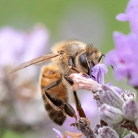 Honeybee_15July2021-9