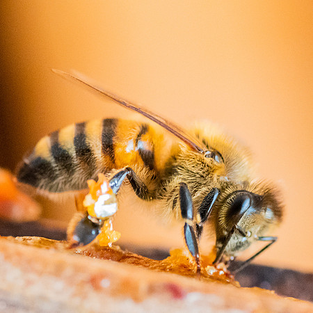 Bees_and_Wasps-6103