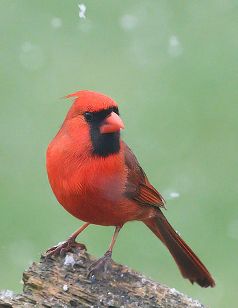 Male_Cardinal_15Apr2025-