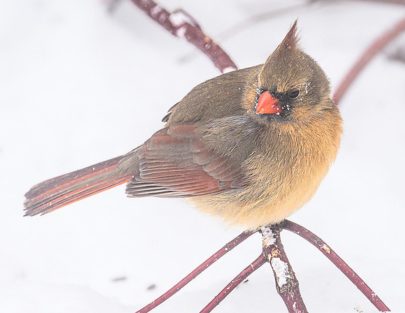 Female_Cardinal_20Jan2025-6764