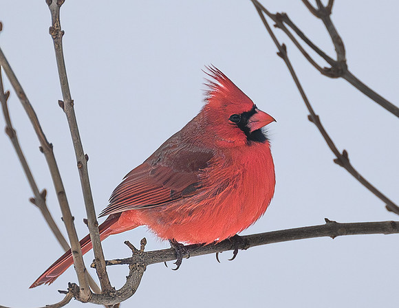 Cardinal_Male_-