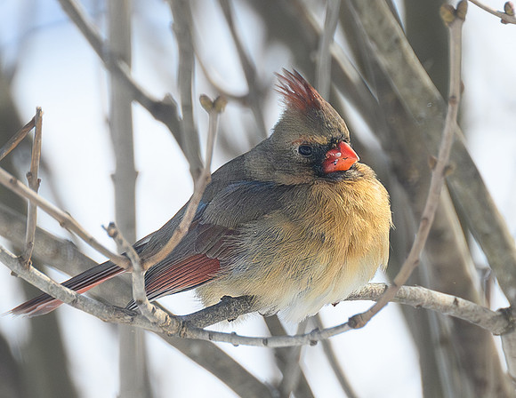 Cardinal_Female_--2