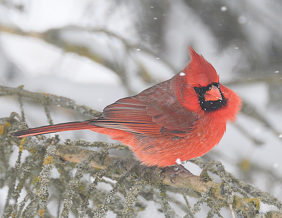 Cardinal_Male_6881-
