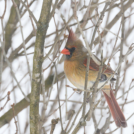 Female_Cardinal_24Jan2025-6797