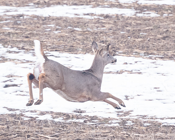 Deer_16Mar2022-3235