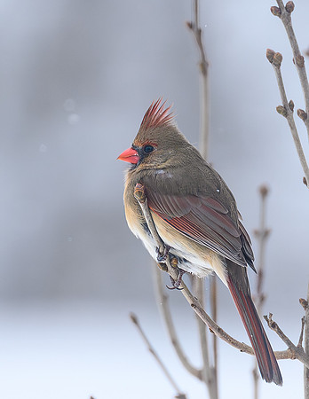 Cardinal_Female_-