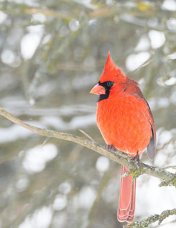Male_Cardinal_20Jan2025-6754