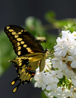 Giant_Swallowtail--3