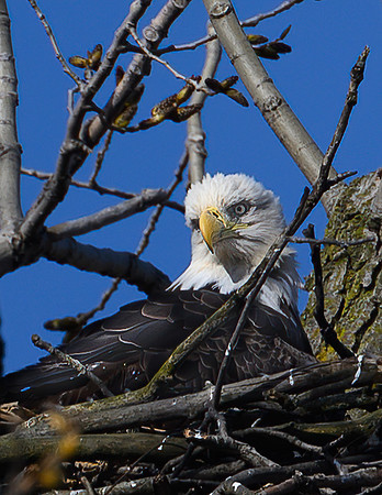 Bald_Eagle_Nesting-1