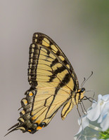 Tiger_Swallowtail_Aug2024-5508