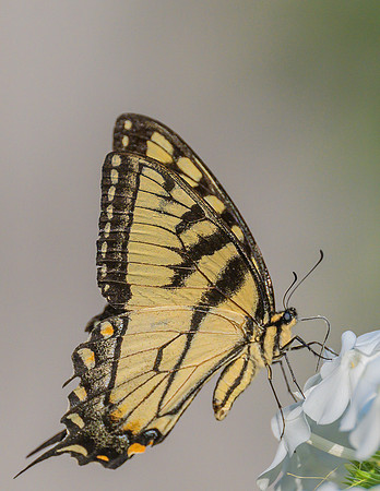 Tiger_Swallowtail_Aug2024-5508