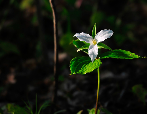 White_Trillium_7125
