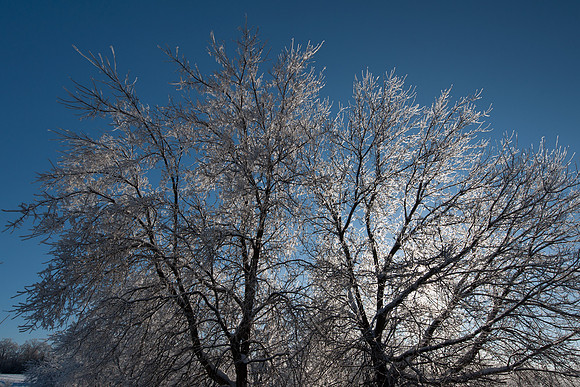 Barnyard_Trees_w_Ice_5645