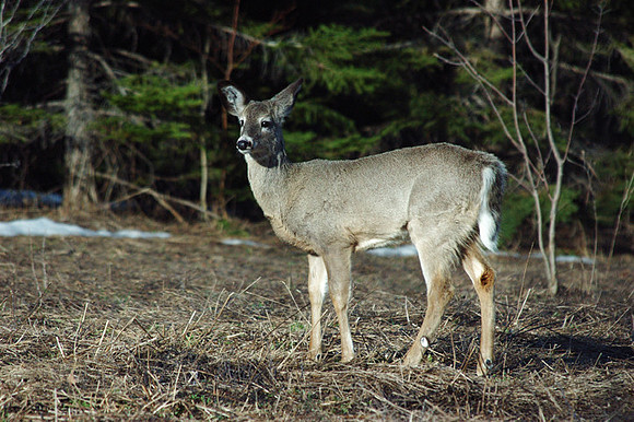Deer in Spring