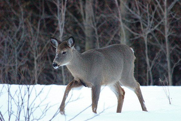Deer in Winter
