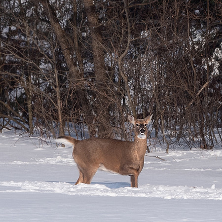 Deer_in_Snow_05Feb2022-3100