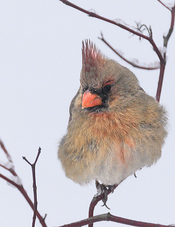 Female_Cardinal_20Jan2025-6752