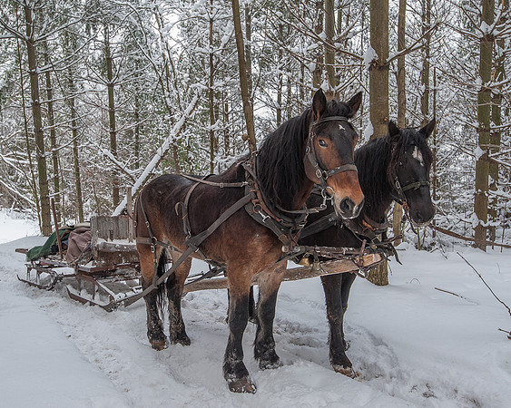 Duchess_and_Beauty_w_Sleigh_5676