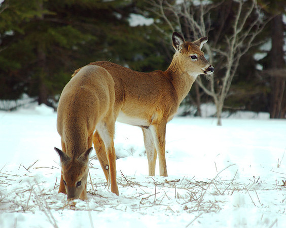 Deer in Winter