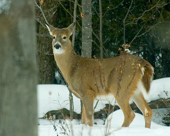 Deer in Winter
