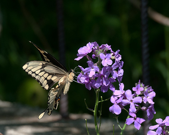 Giant_Swallowtail_1660